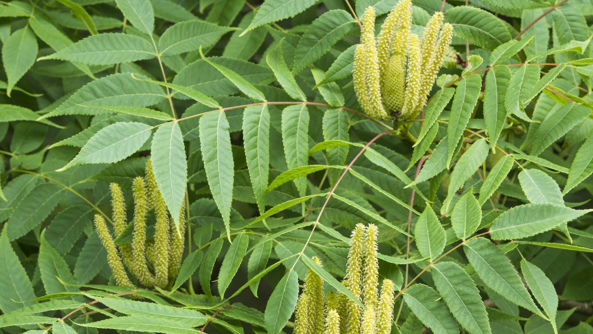 Erect catkins of the Platycarya tree.
