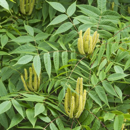 Platycarya