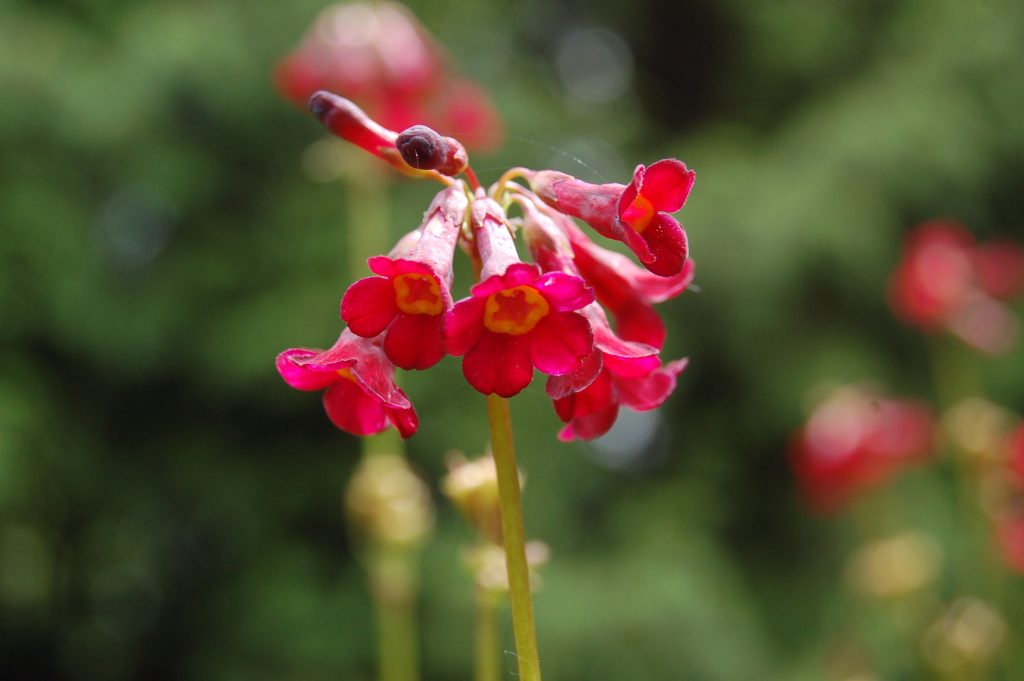 Small pink flowers of the Primula wilsonii.