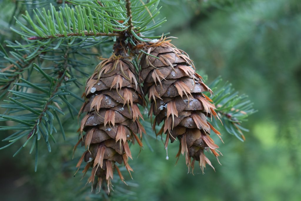 The pointed pine cones of Pseudotsuga menziesii.