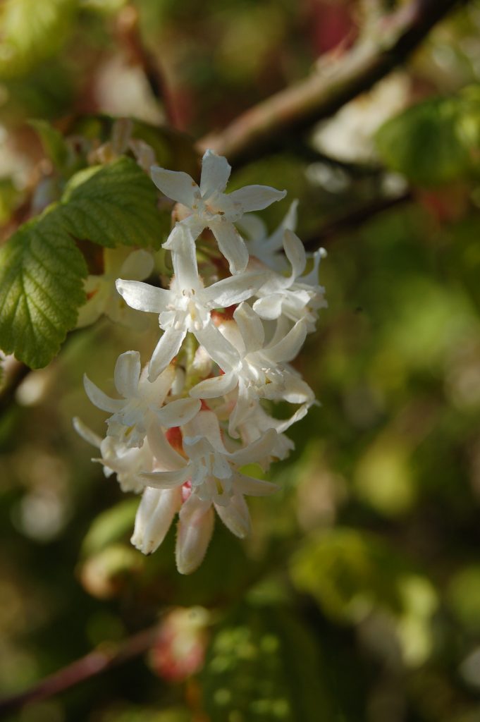 Small white flowers of Ribes sanguineum