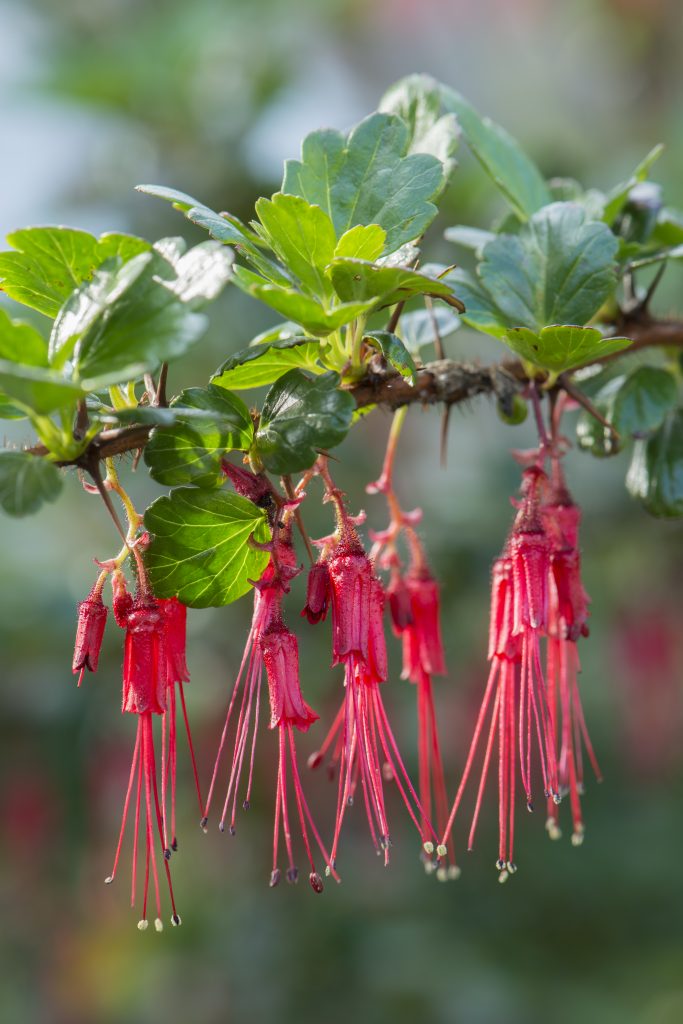 Ribes speciosum, drooping pink flower clusters.