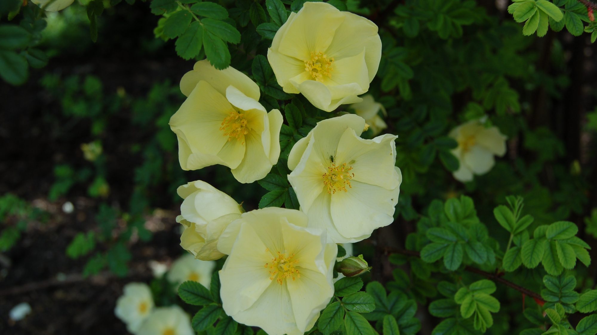 Rosa x cantabrigiensis, small cream-coloured roses.
