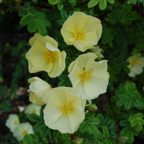 Rosa x cantabrigiensis