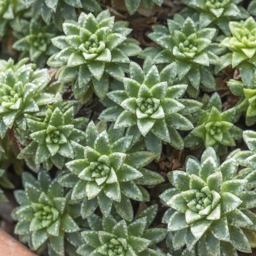 Rare mineral discovered in plants for first time