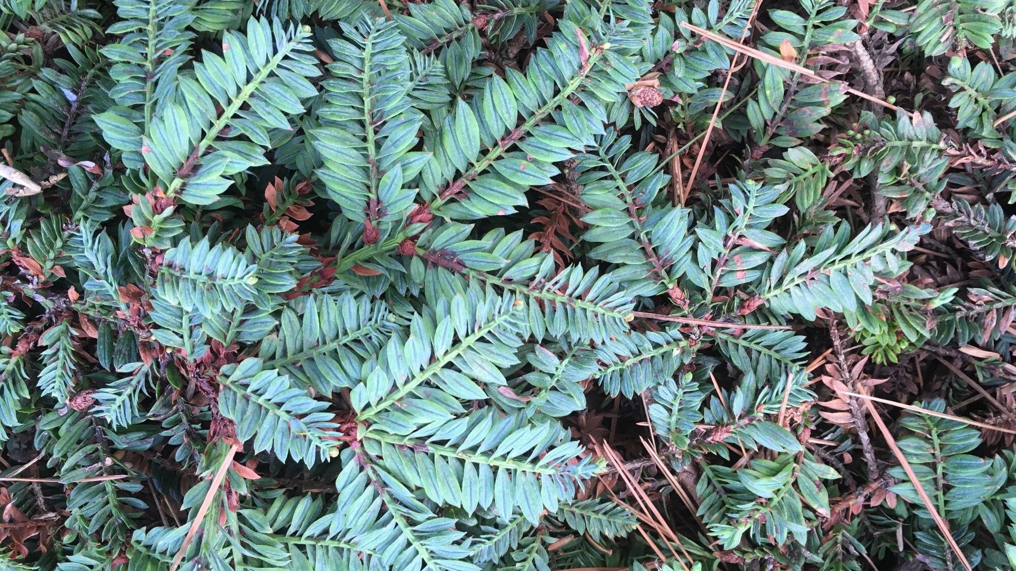 Sequoia sempervirens ‘Prostrata’, flat grey-green leaves.