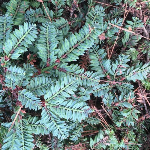 Sequoia sempervirens ‘Prostrata’