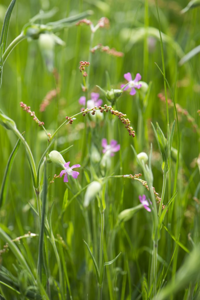 Silene conica has small lilac flowers.