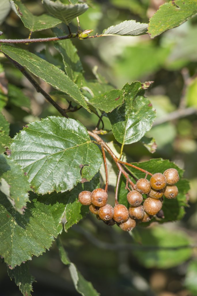 Th small brown berries and green leaves of Sorbus devonianum