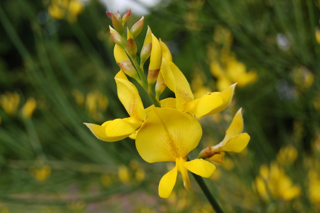 The yellow flowers of Spartium junceum