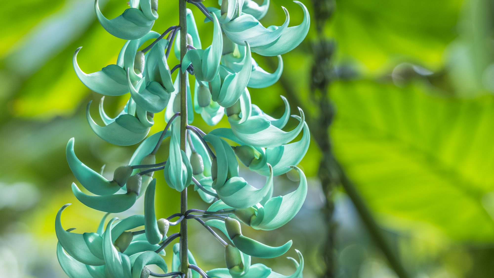Strongylodon macrobotrys (Jane Vine) in The Glasshouse Range.