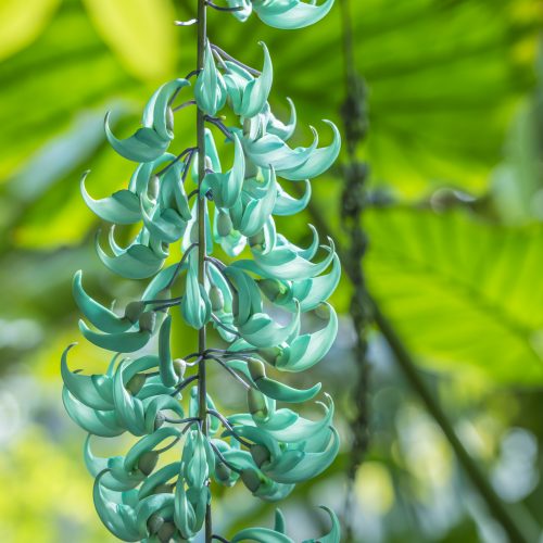 What’s on at CUBG in 2020?