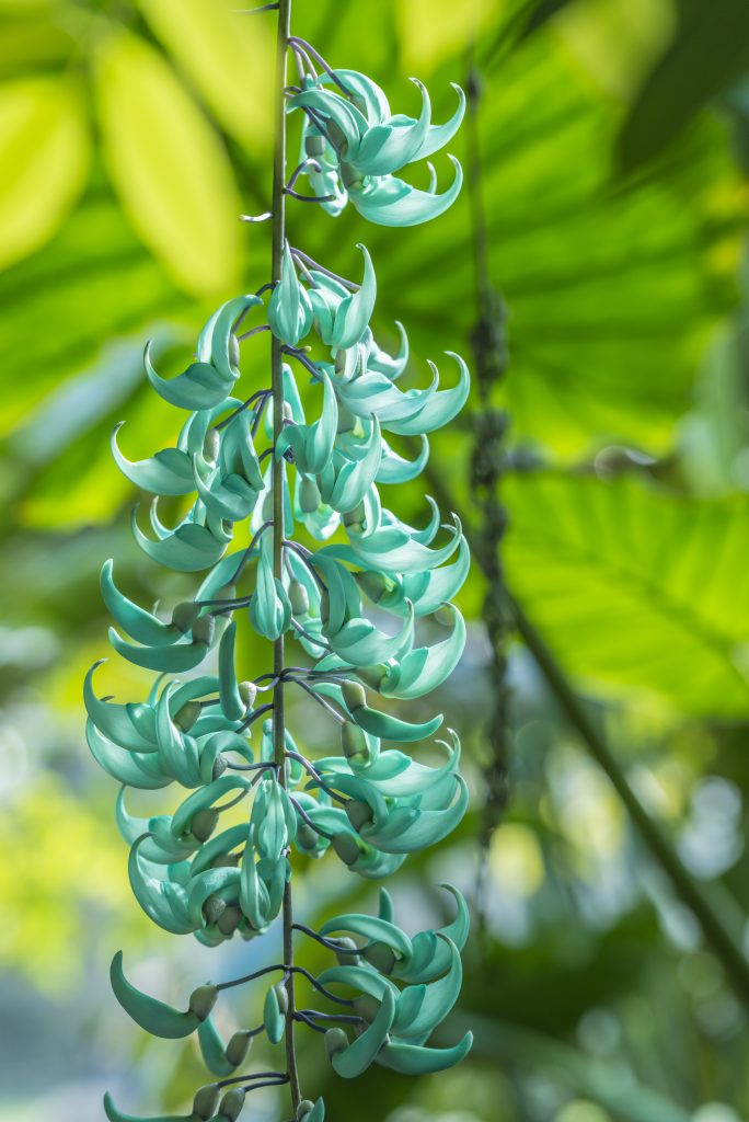 Strongylodon macrobotrys (The Jade Vine) hangs from the ceiling on vines. It is an incredible green colour.