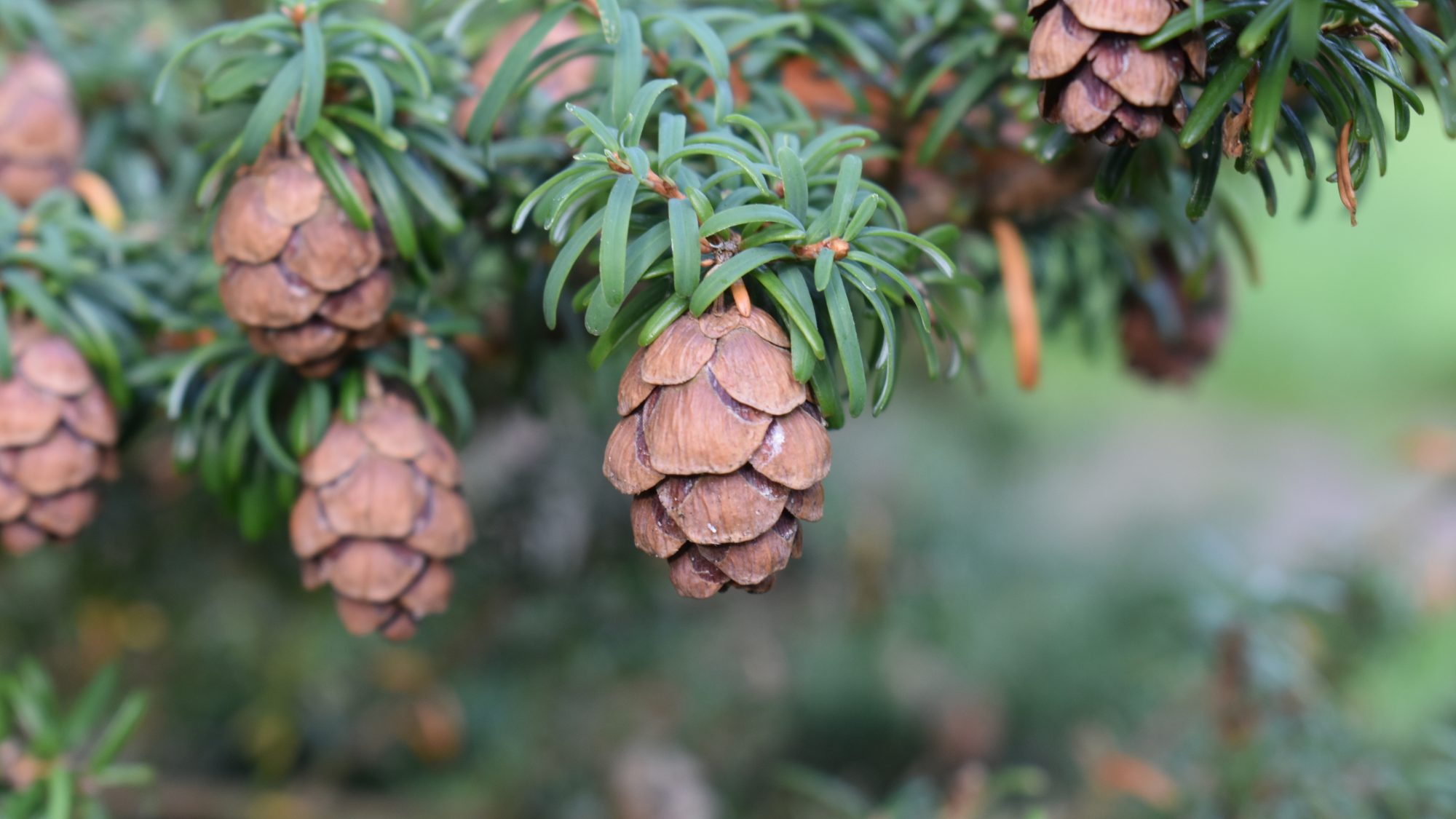 The pine cones of Tsuga sieboldii.