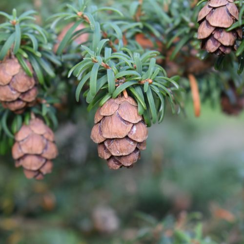 New Pinetum