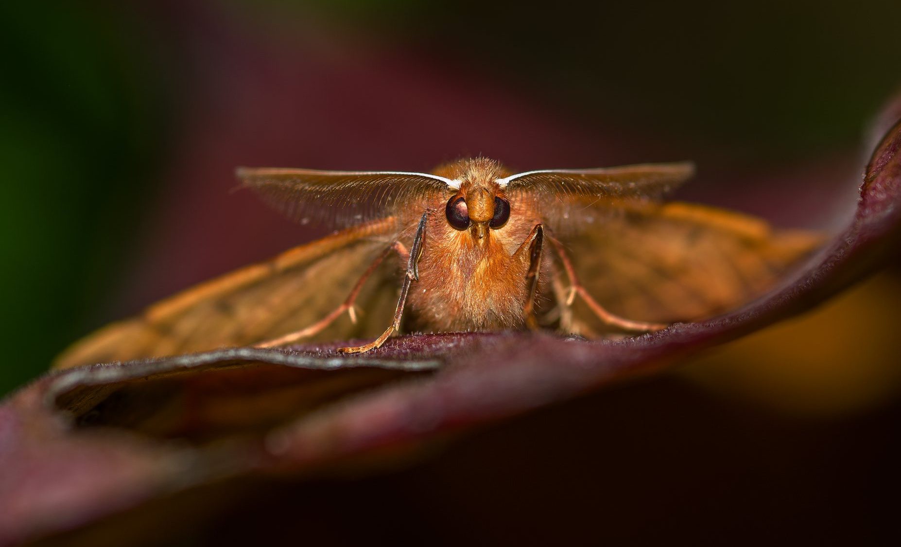 Brown feathered thorn moth