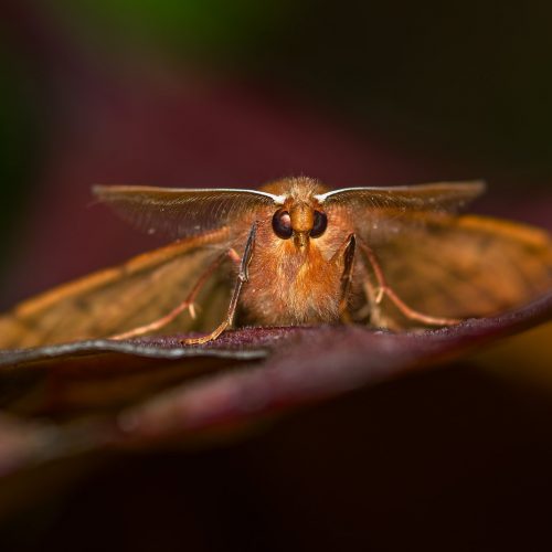 Wildlife Surveying in the Garden