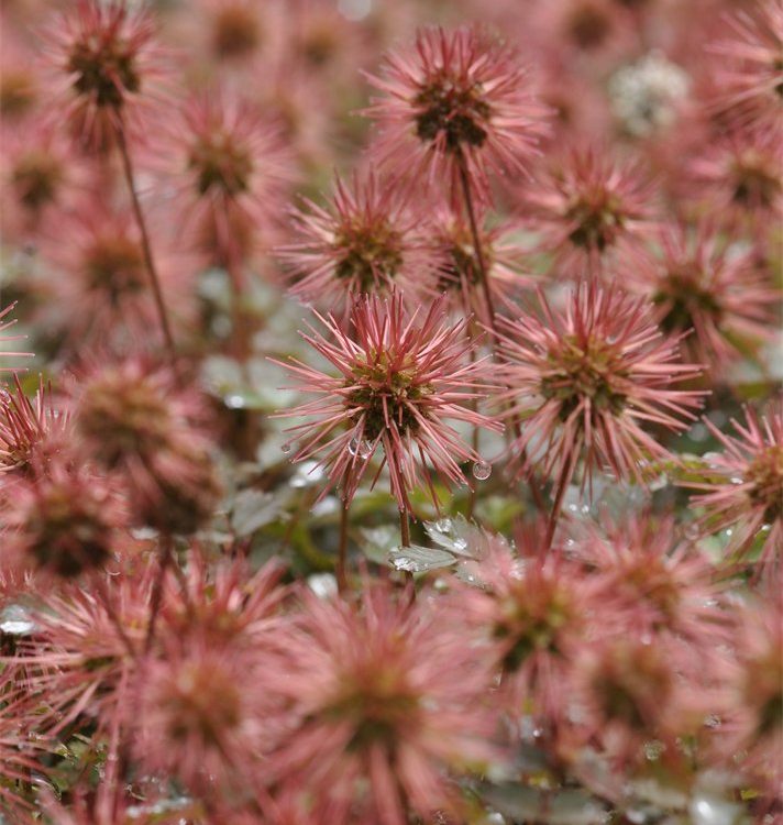 Acaena inermis, the piri-piri burr
