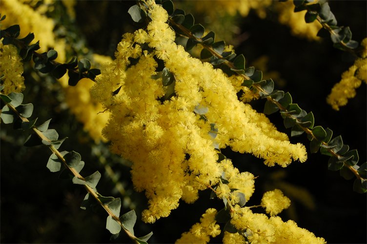 Acacia pravissima