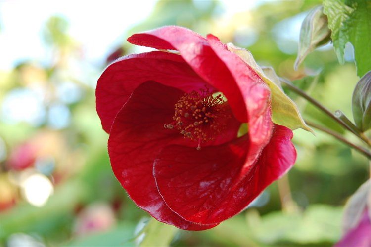 Abutilon ‘Nabob’