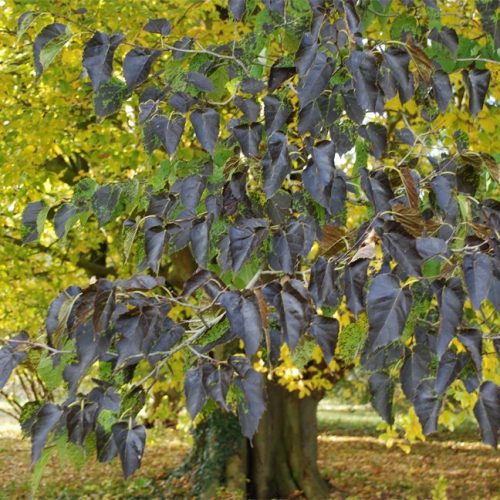 Mongolian Mulberry