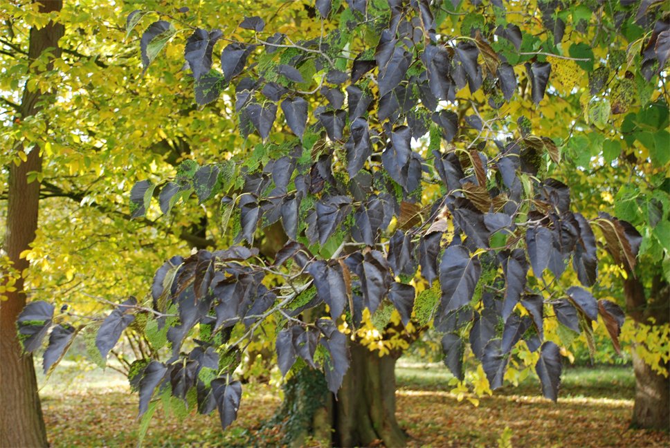 Burgundy leaves of the Mongolian Mulberry tree in autumn. 
