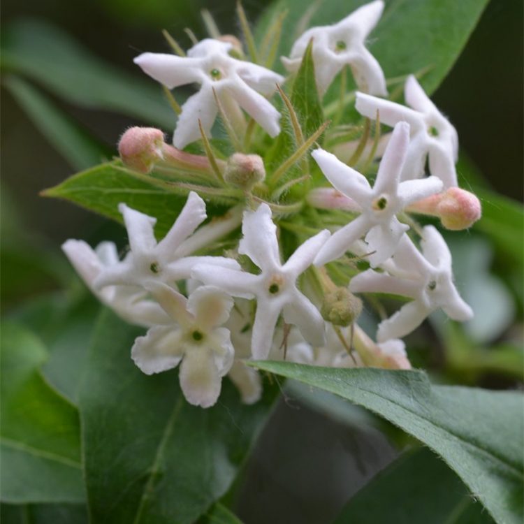 Abelia triflora