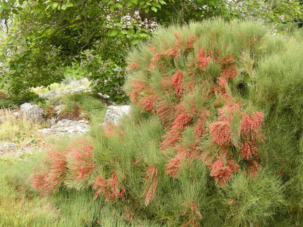 Ephedra by Rock Garden