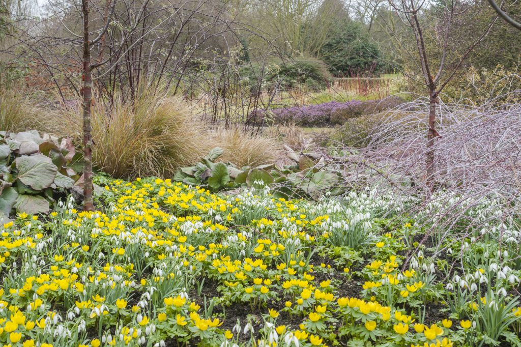 The Winter Garden with yellow aconites and white snow drops.