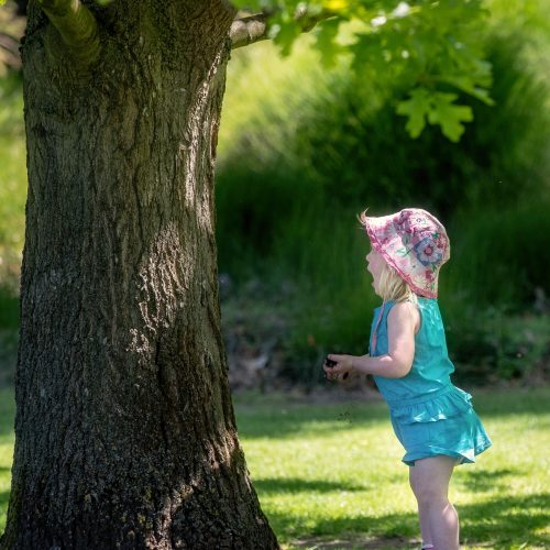 Talking Plants – from Banana Science to Art and Science to Talking Trees