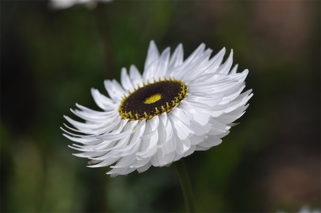 Acrolinium roseum 'Pierrot'