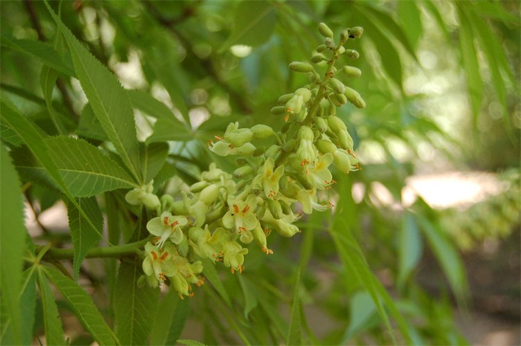 Spike of green-yellow flowers.