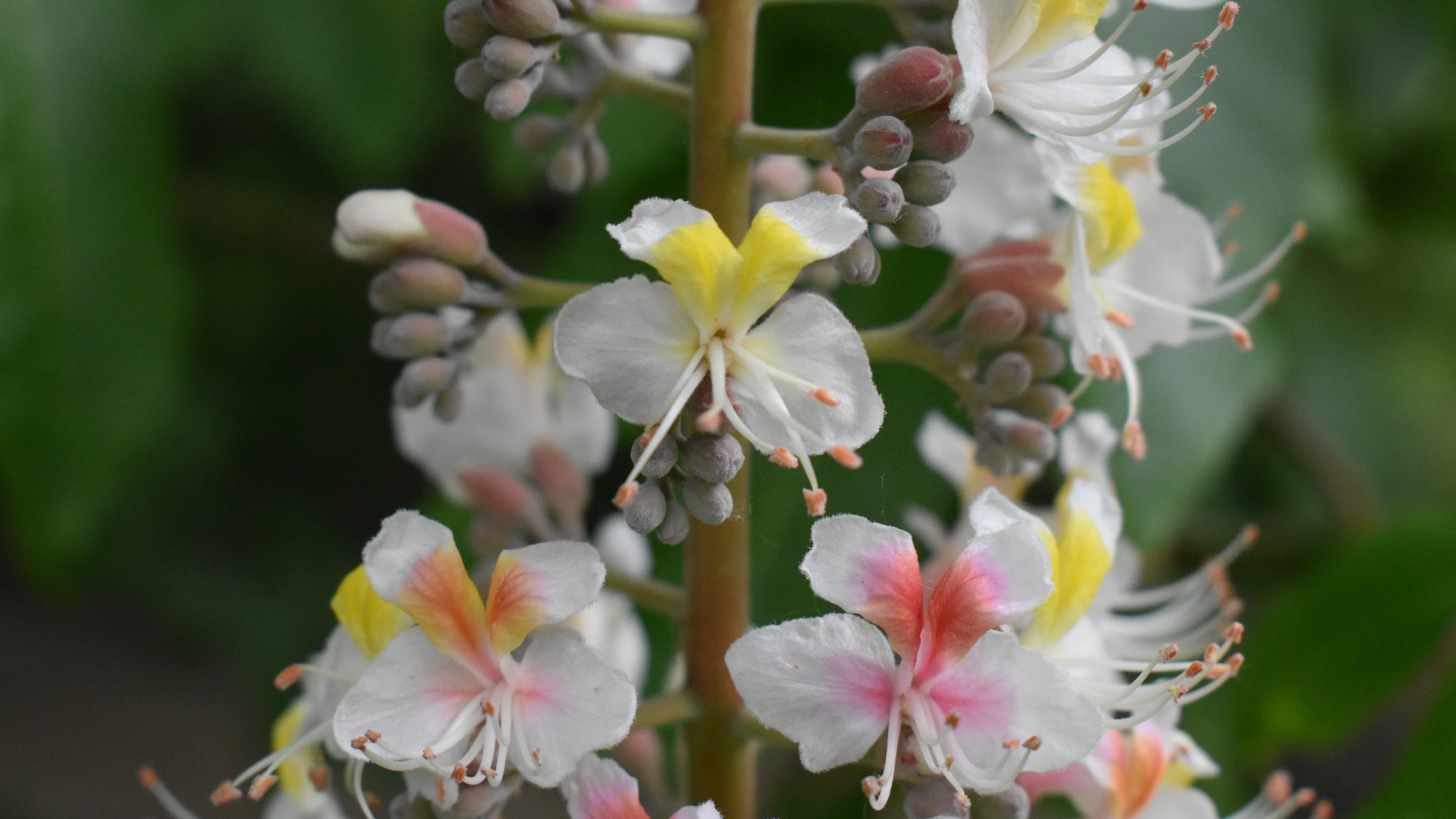 Aesculus indica