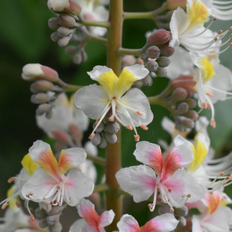 Aesculus indica
