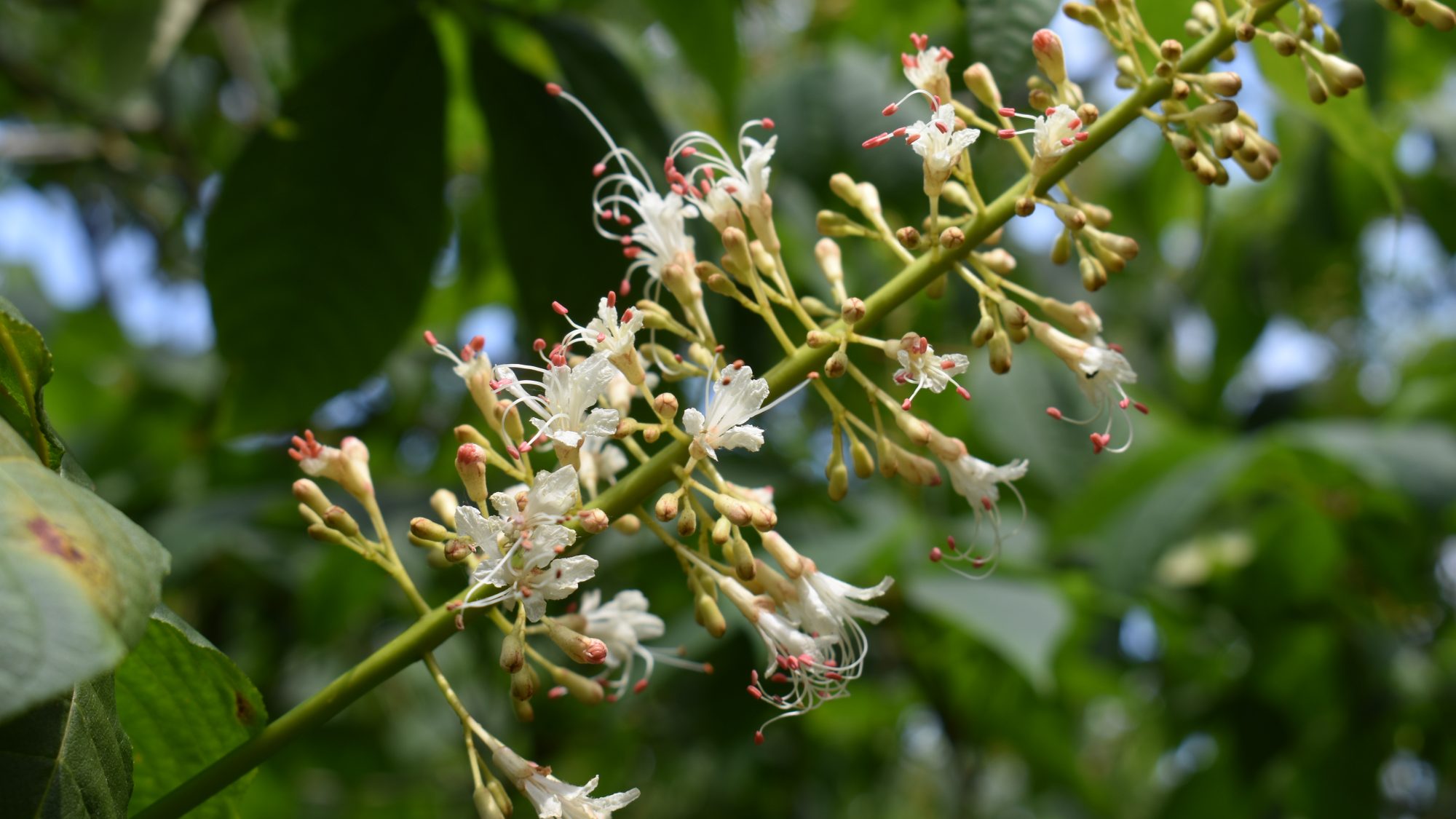 Aesculus parviflora