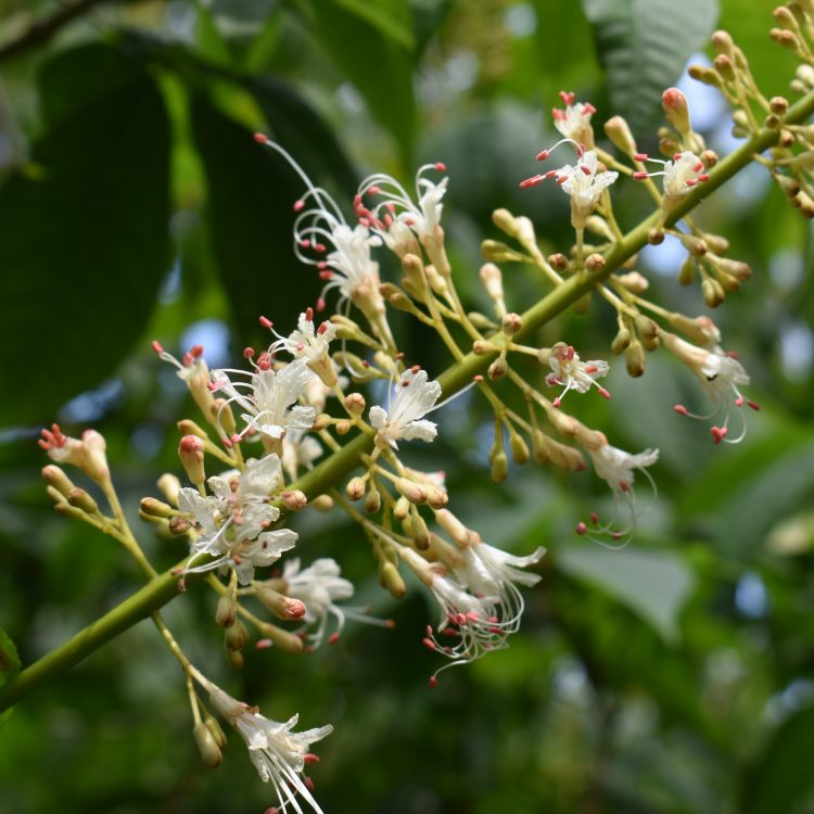 Aesculus parviflora