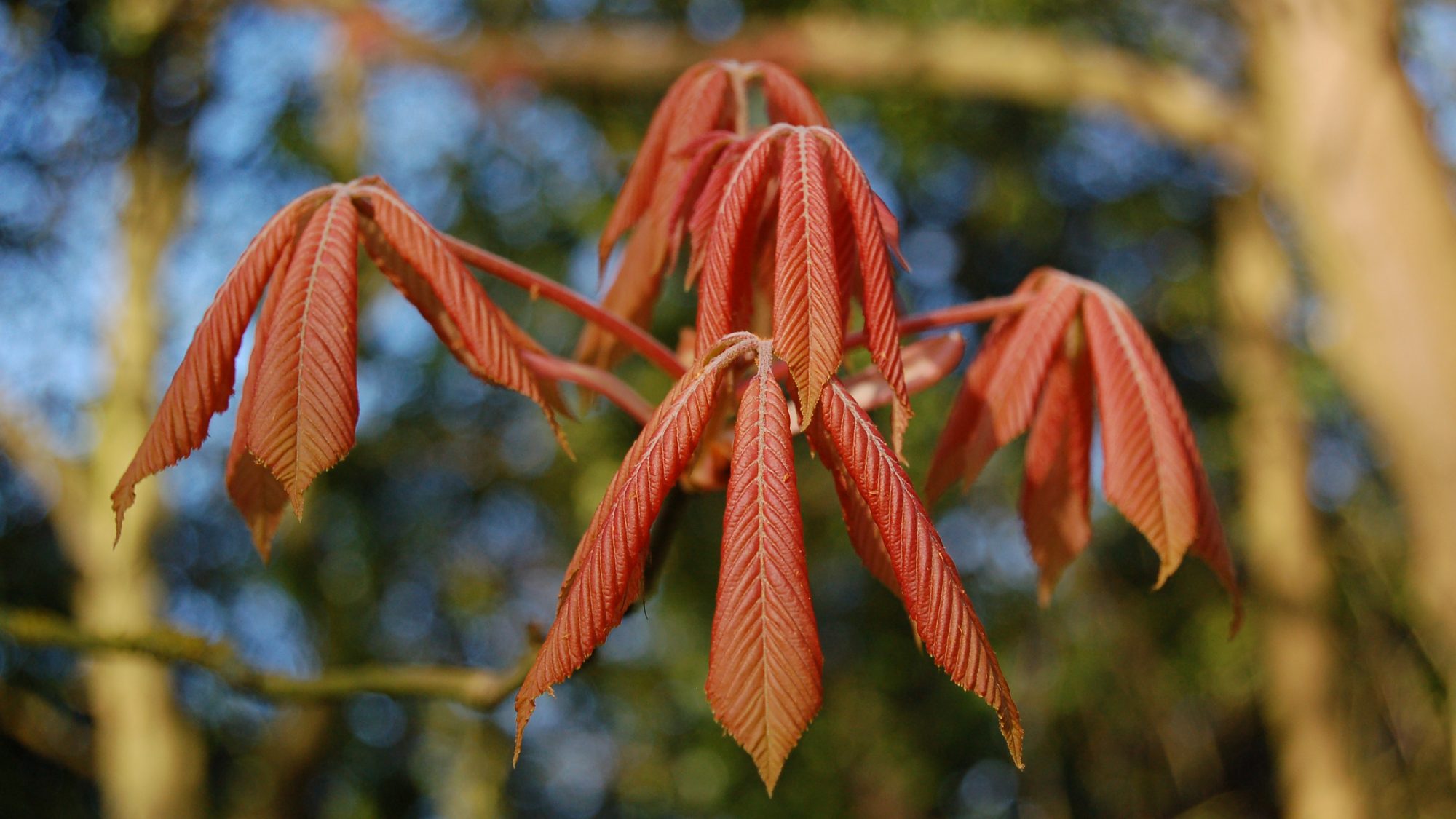 Aesculus x neglecta 'Erythroblastus'
