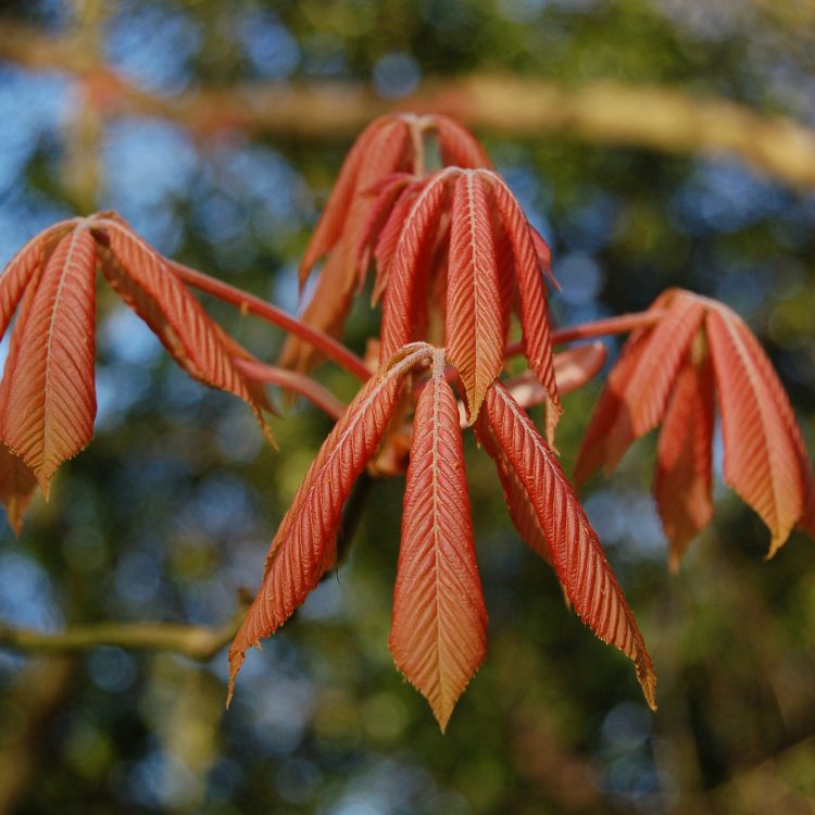 Aesculus x neglecta ‘Erythroblastus’