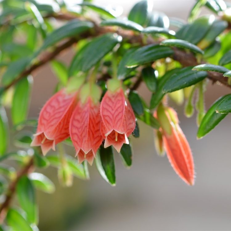 Agapetes serpens