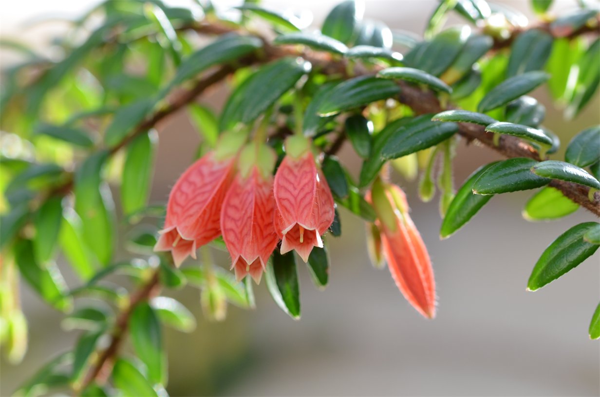 Agapetes serpens