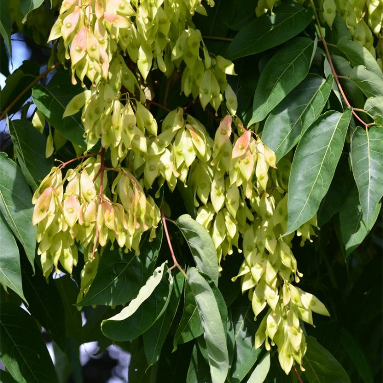 Ailanthus altissima