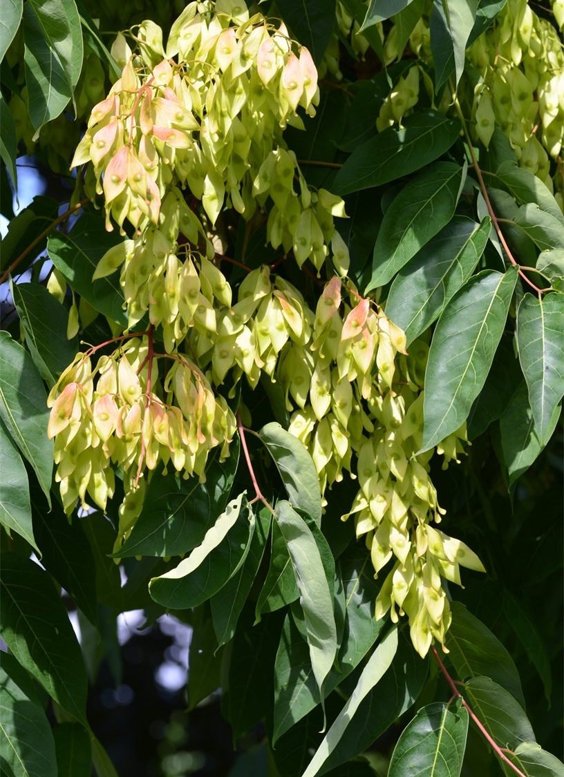 Ailanthus altissima