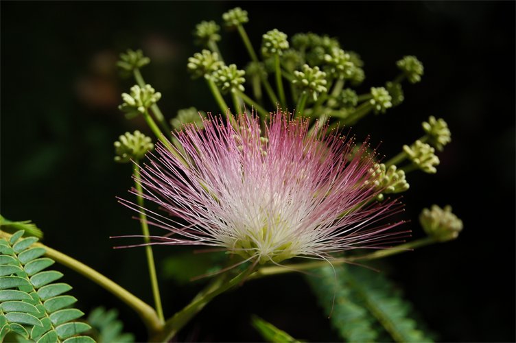 Pink-tipped pompom flower.