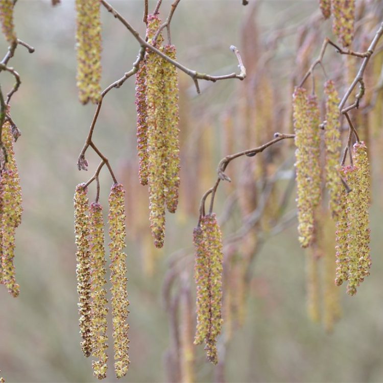 Alder collection