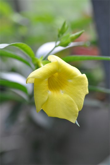 Allamanda cathartica var. schottii