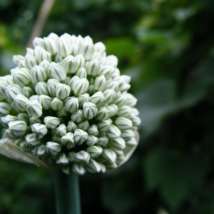 Allium sativum (garlic)