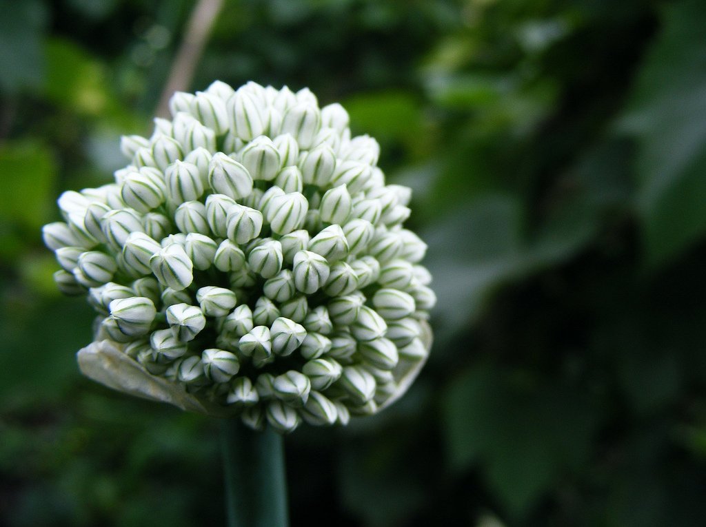 Allium sativum (garlic)