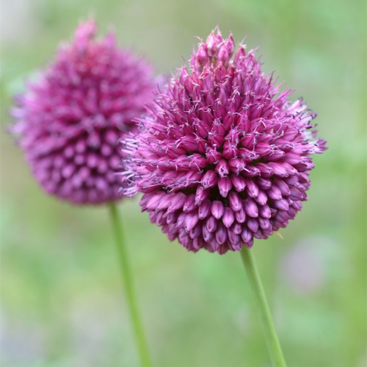 Allium sphaerocephalon