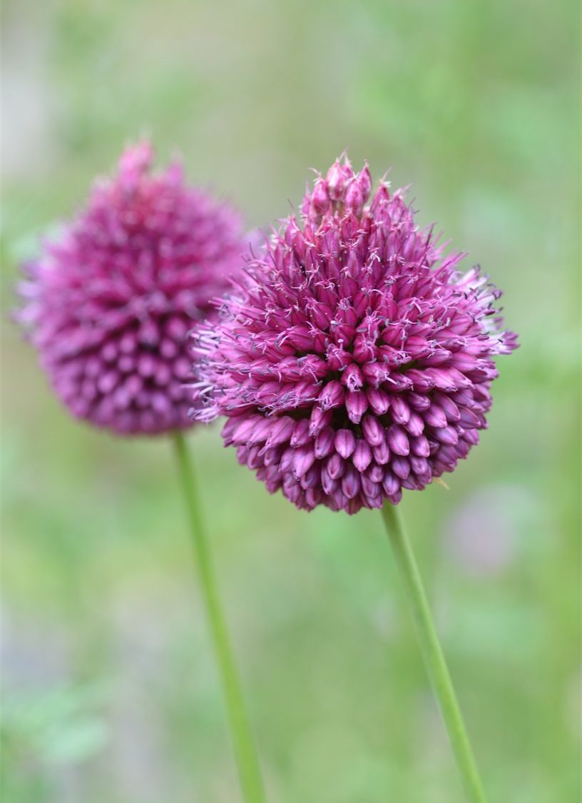 Allium sphaerocephalon