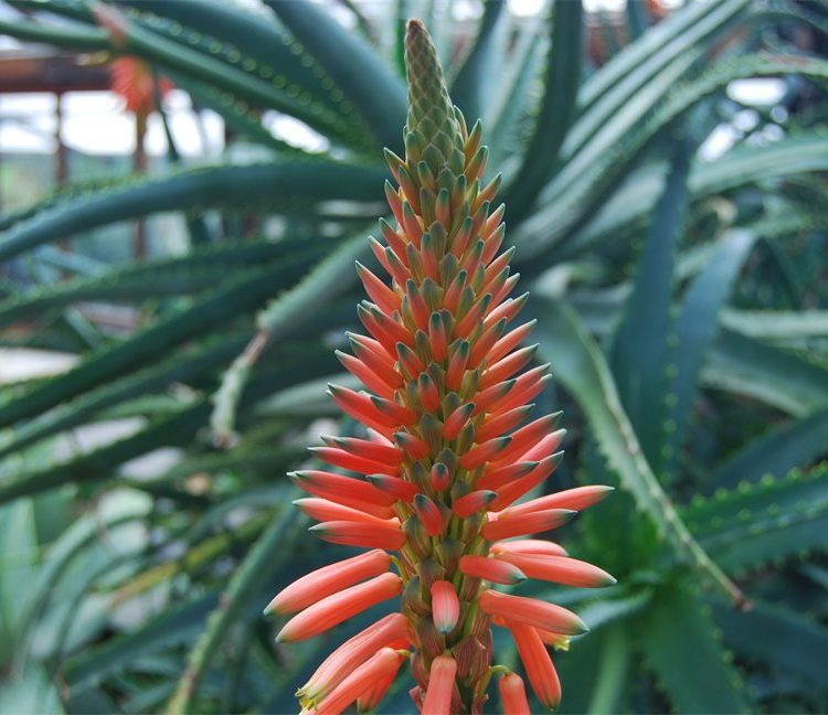 Aloe arborescens